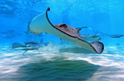 Stingray City is accessible all year round