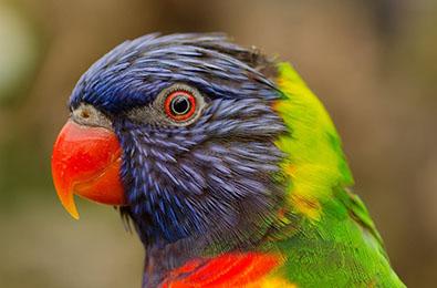 Bird watch at the Brac Parrot preserve