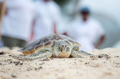 Cayman Turtle Centre