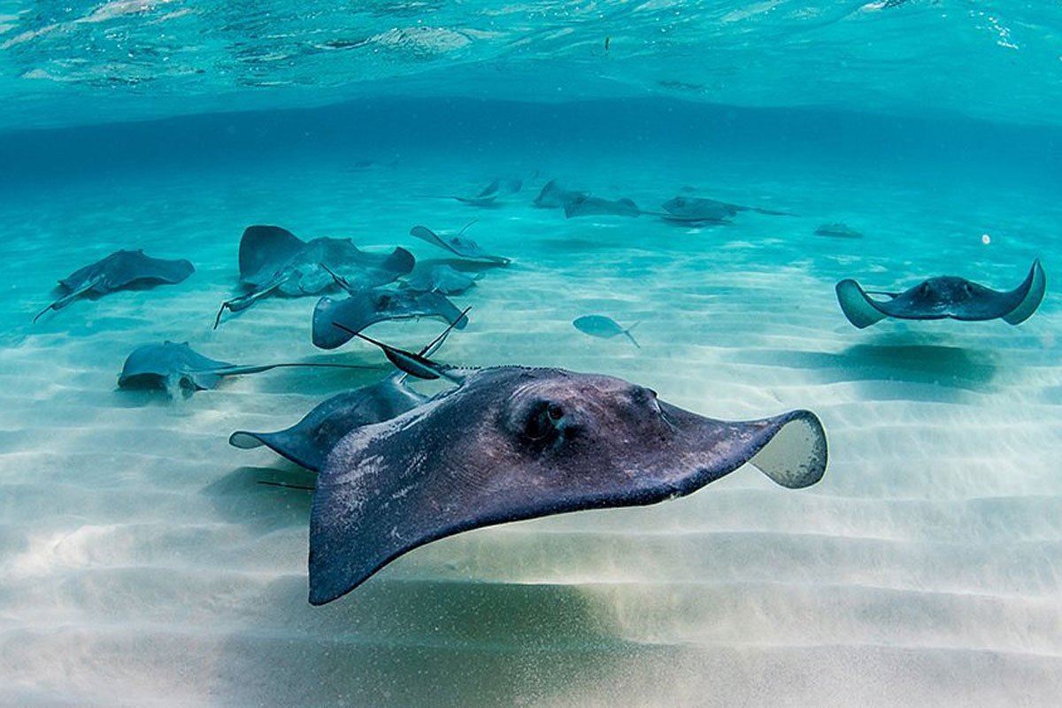 Snorkel or Dive in Stingray City