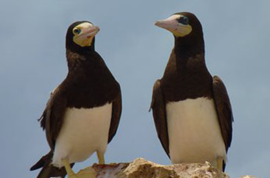 Tour the Booby Pond Reserve