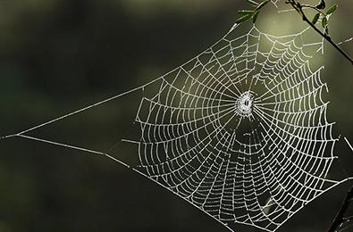 Unraveling the spider's web