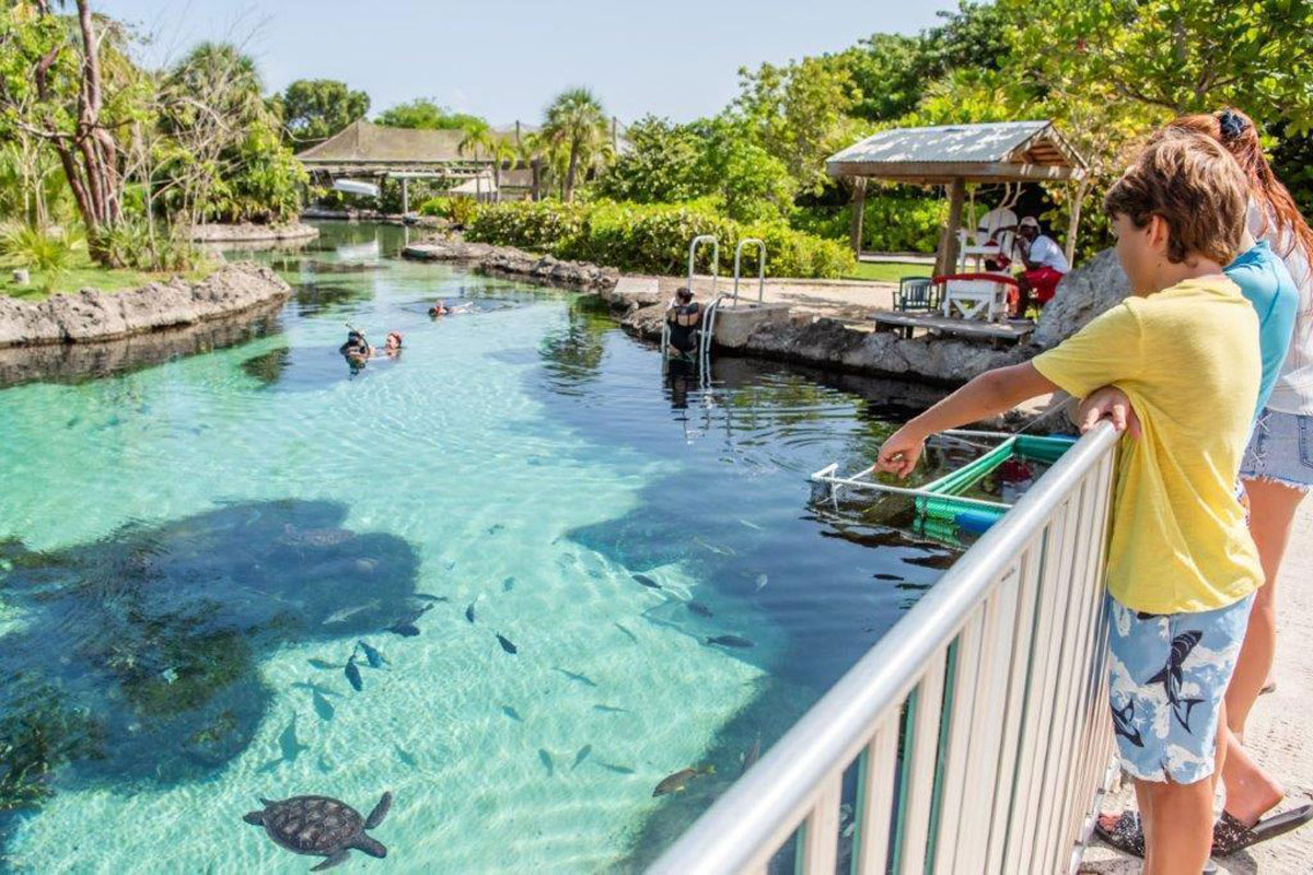 Visit the Cayman Turtle Centre